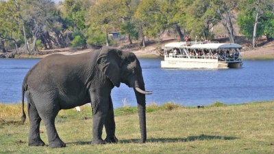 Elefant am Chobe River Botswana (Alexander Mirschel)  Copyright 
Información sobre la licencia en 'Verificación de las fuentes de la imagen'